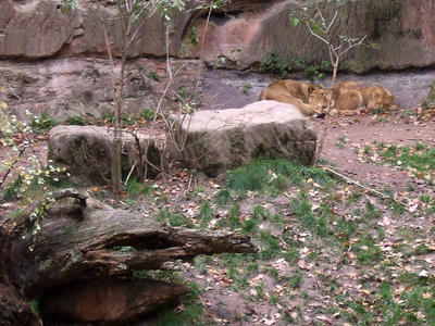 Let sleeping lions lie