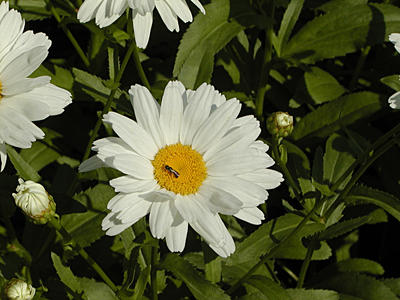 Daisy and insect