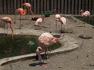 Flamingos