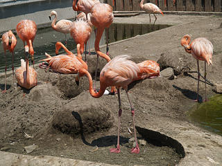 Flamingos #2