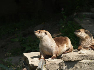 River otter #2