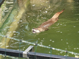 Toss fish in here please