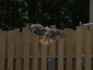 Hawk in flight