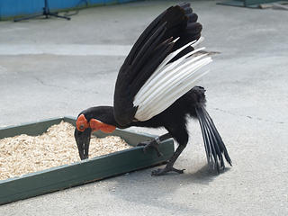 Hornbill #2