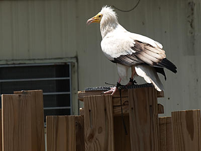 Every day is a bad hair day