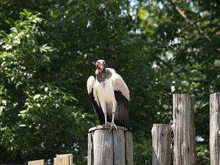 Vulture