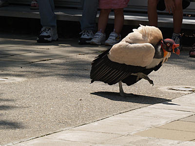 I'll walk the rest of the way