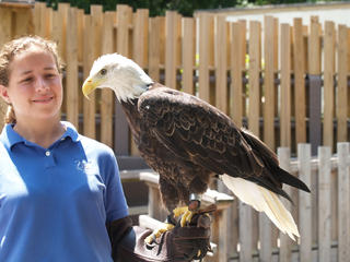 Bald eagle #3