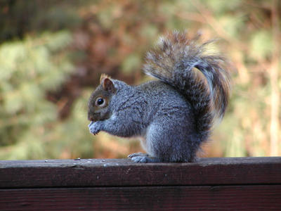 Squirrel