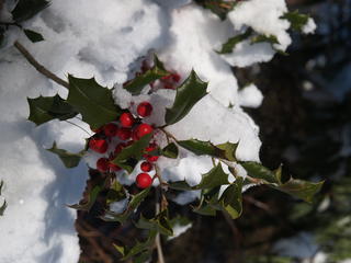 Berries in snow