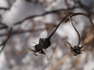 Snow on flower stalk