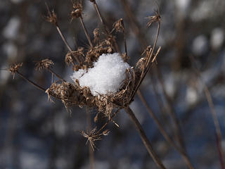 Snow on flower stalk #2