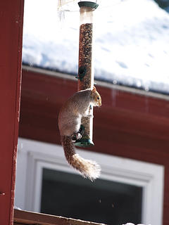 Squirrel #2