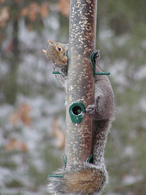 Squirrel #4