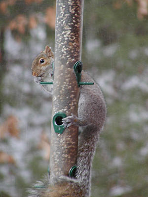 Squirrel #5