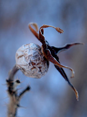 Bud waiting for spring