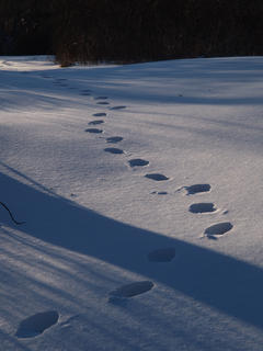 Footsteps