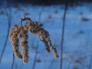 Plant in winter