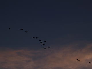 Canadian geese at sunset #2