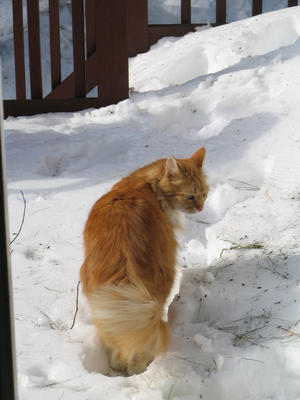 Do I really want to be out in this stuff?