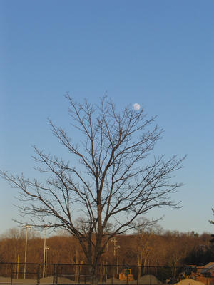 Moon and tree