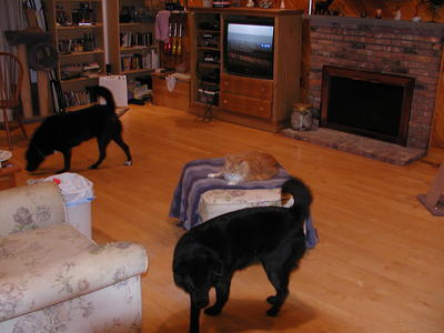 I'm suspious of those dogs