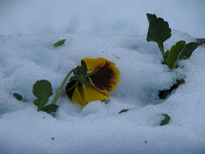 Pansy in the snow