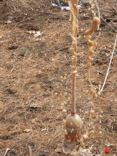 Coke-Mentos fountain #3