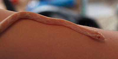 Gwen's snake Athena #3