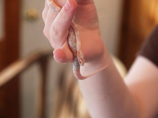 Gwen's snake Athena #5