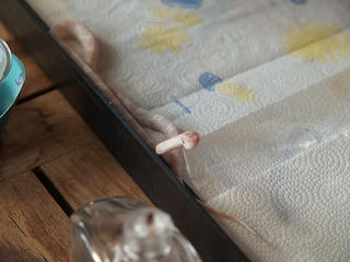 Gwen's snake Athena #8