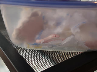 Gwen's snake Athena #9