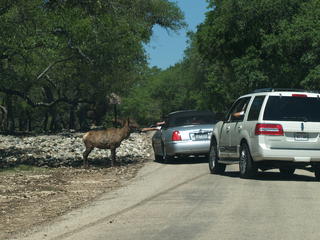Ok, everybody, pet the deer