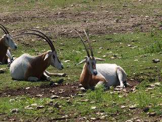 Scimitar - Horned Oryx