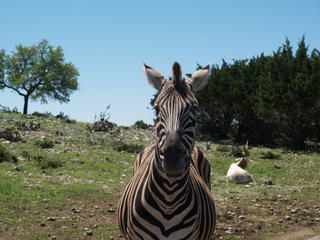 Zebra #2