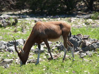 Nilgai #2