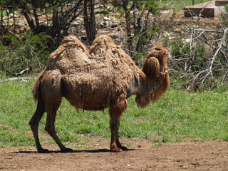 Camel
