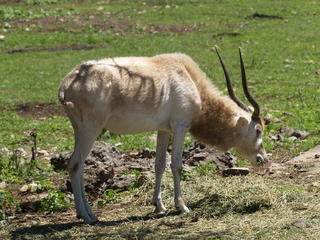 Blesbok