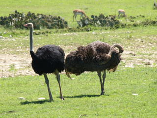 Ostriches