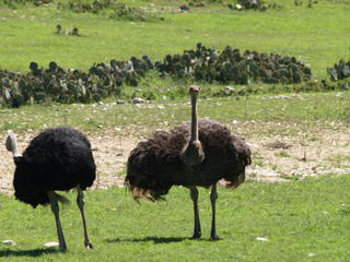 Ostriches #2