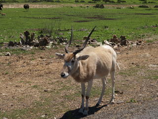 Blesbok #2