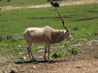 Addax #2