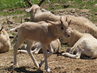 Addax #3