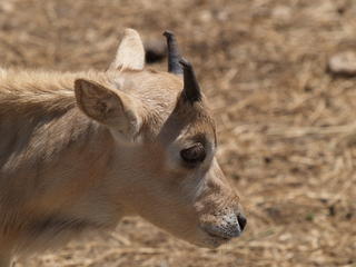 Addax #4