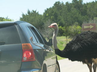 Ostrich #2