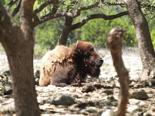 North American Buffalo