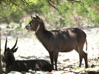 Aoudad or Barbarry sheep