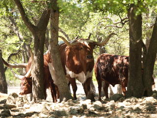 Texas Longhorn