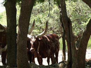 Watusi or Ankoli