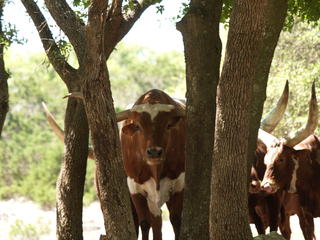 Texas Longhorn #2